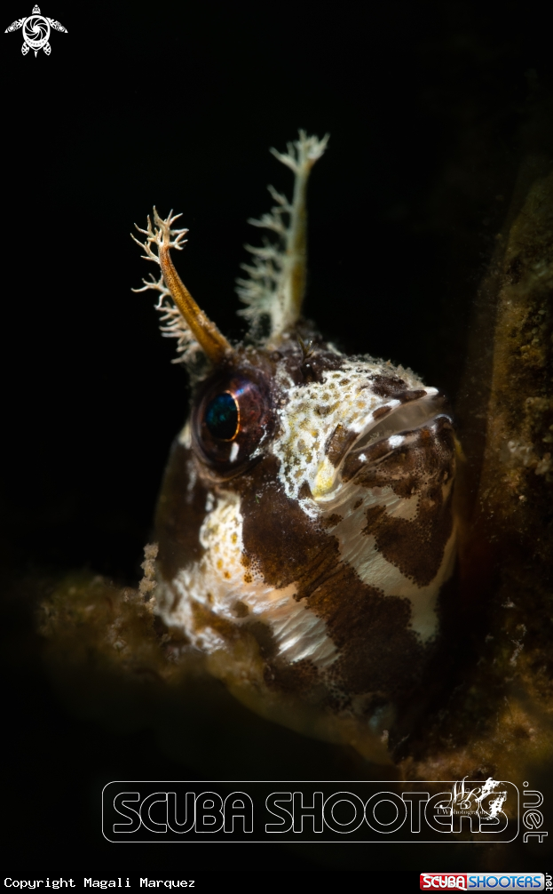 A Longhorn Blenny 
