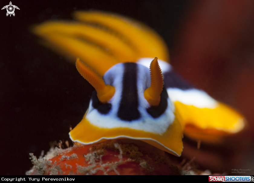 A Nudi