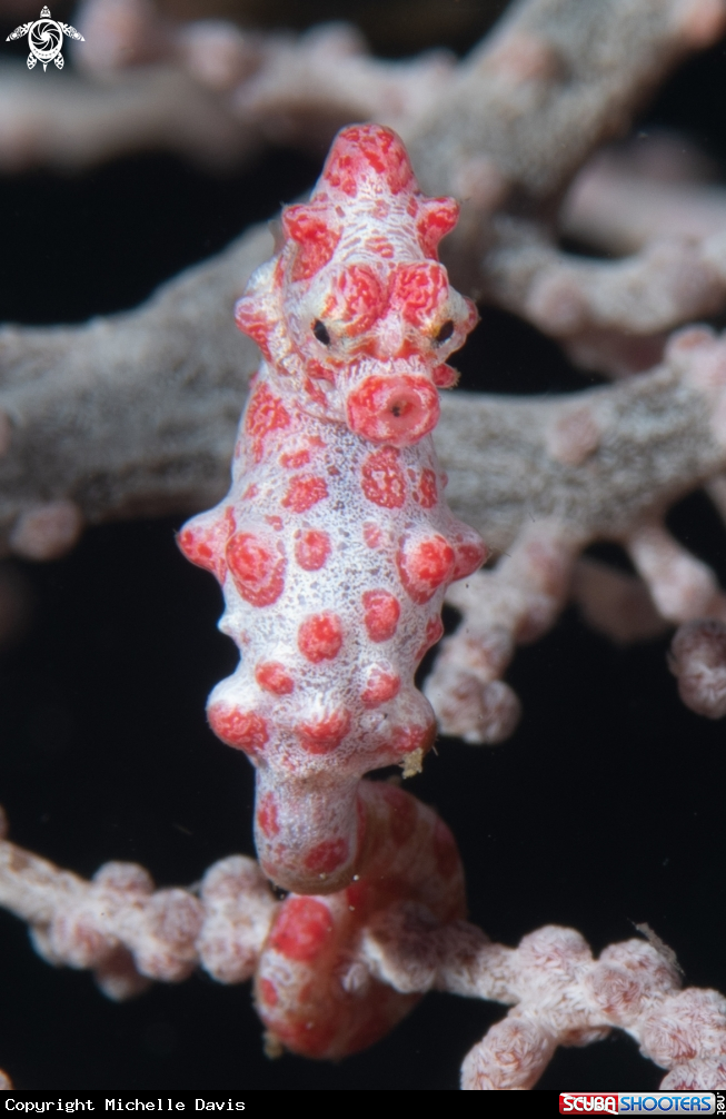 A Pygmy seahorse