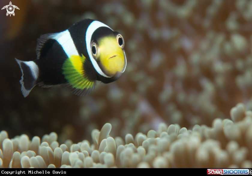 A Anemone Fish