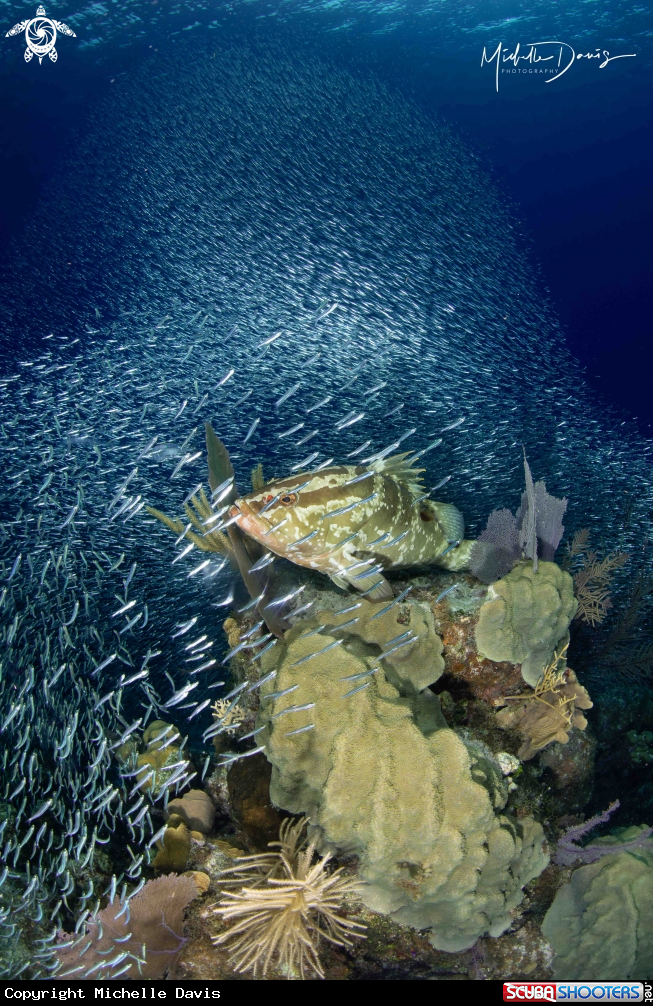A Nassau Grouper and Silversides