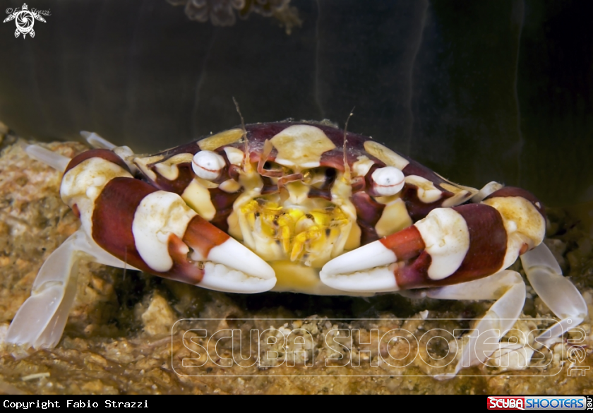 A ANEMONE CRAB