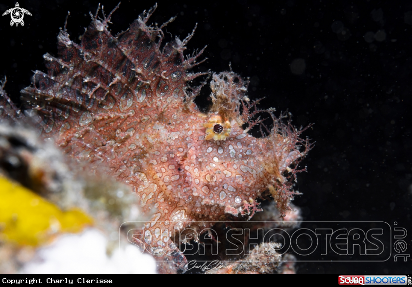 A Weedy Scorpionfish