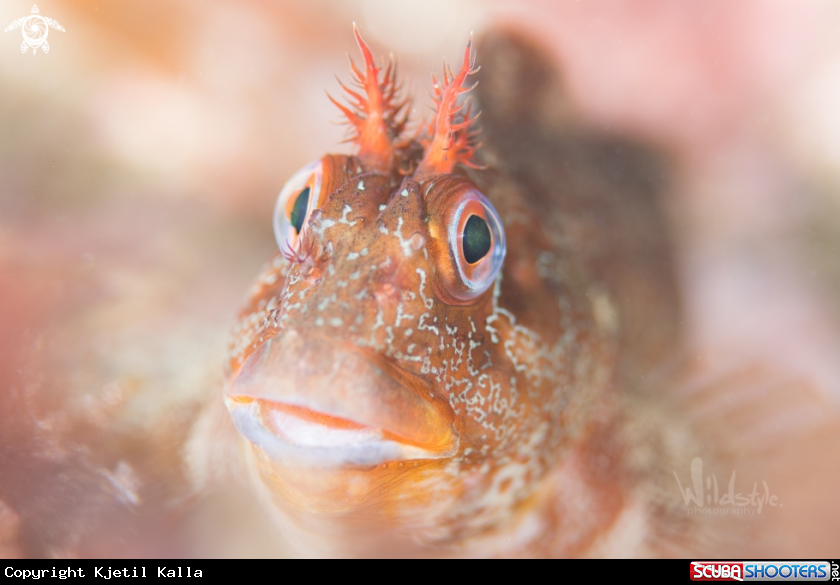 A Tompot Blenny