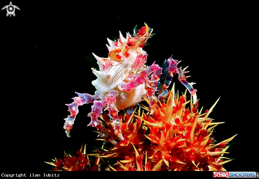 A candy crab