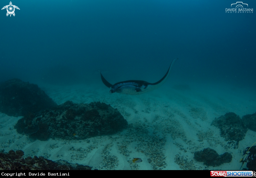 A Giant Manta