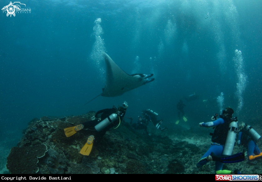 A Giant Manta