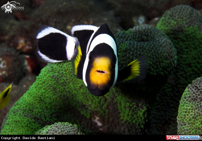 A Nemo