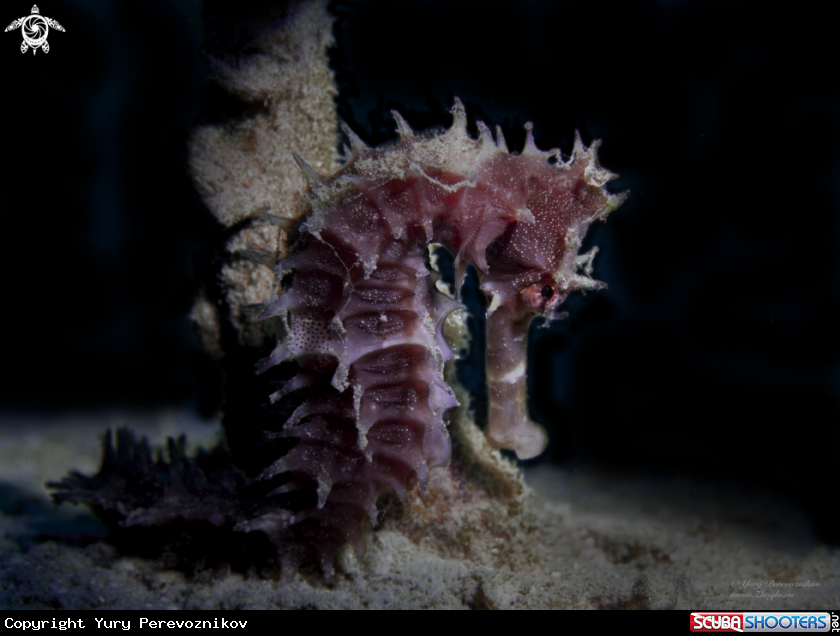 A Sea Horse