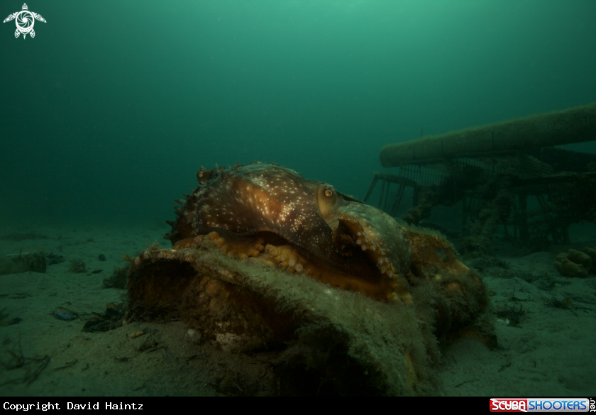 A Octopus