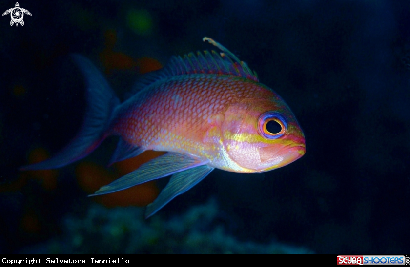 A Anthias