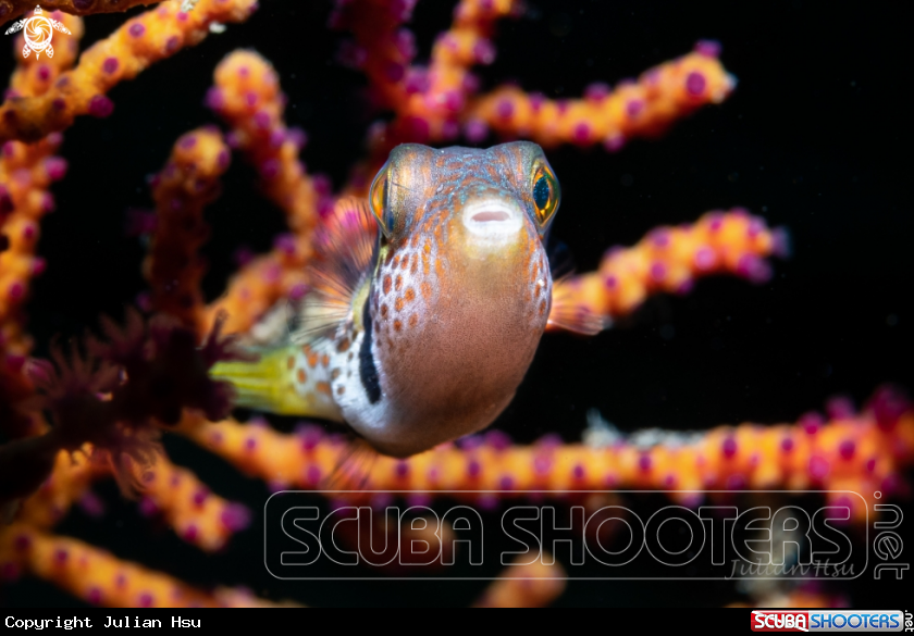 A Saddled Pufferfish