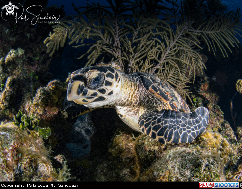 A hawksbill turtle