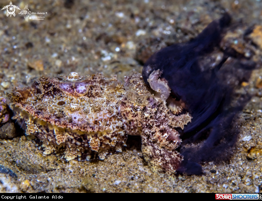A Flamboyant Cuttlefish