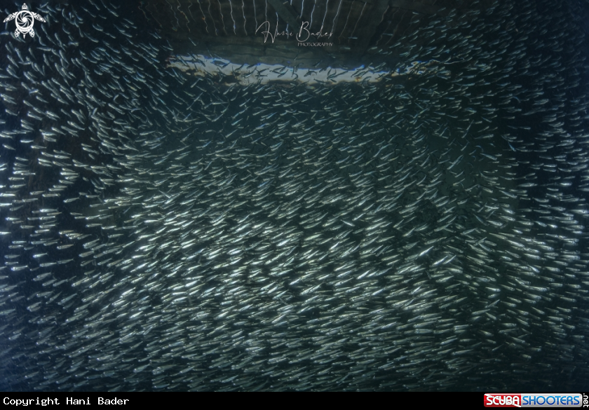 A bait fish