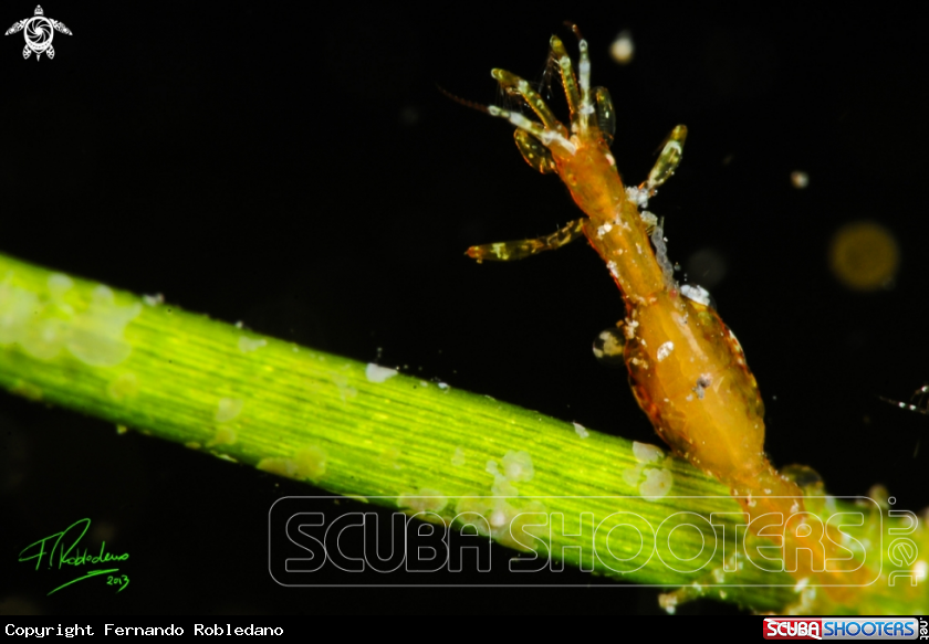 A Skeleton shrimp 