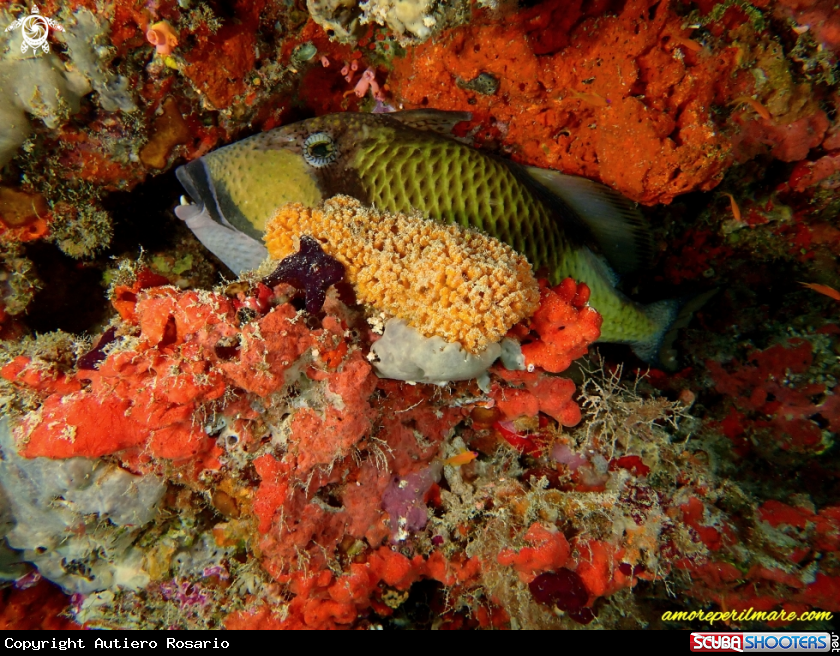 A Pesce Balestra 