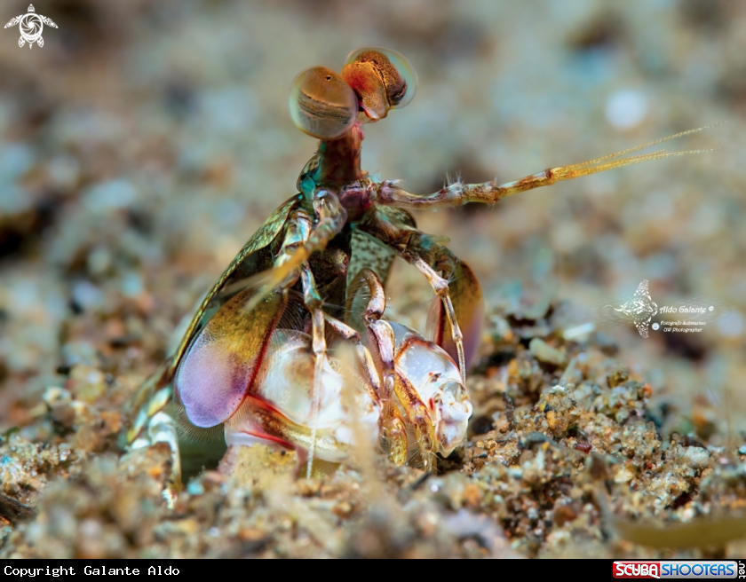 A Mantis Shrimp