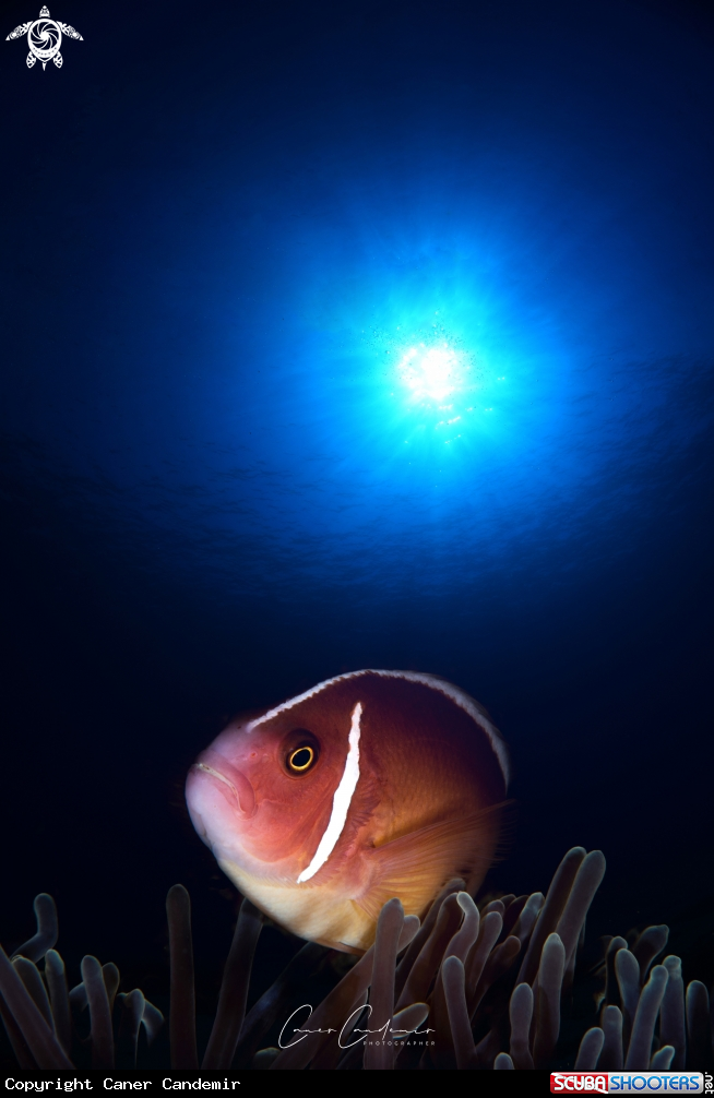 A Clownfish