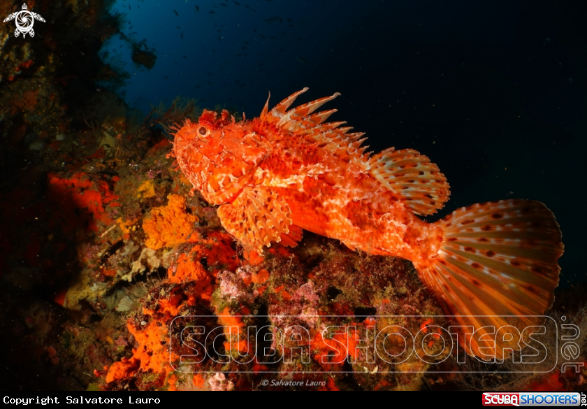 A Scorpaena scrofa