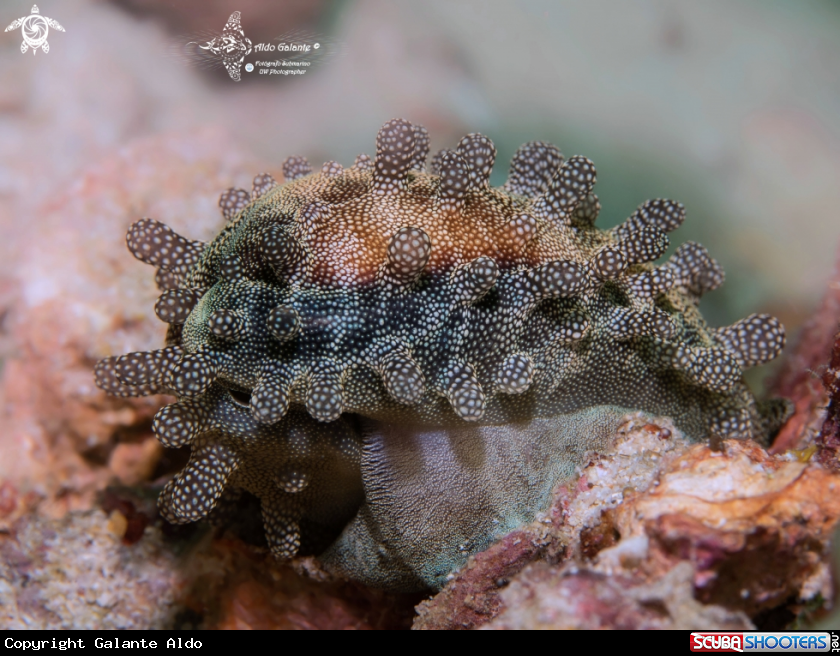 A Mole Cowrie