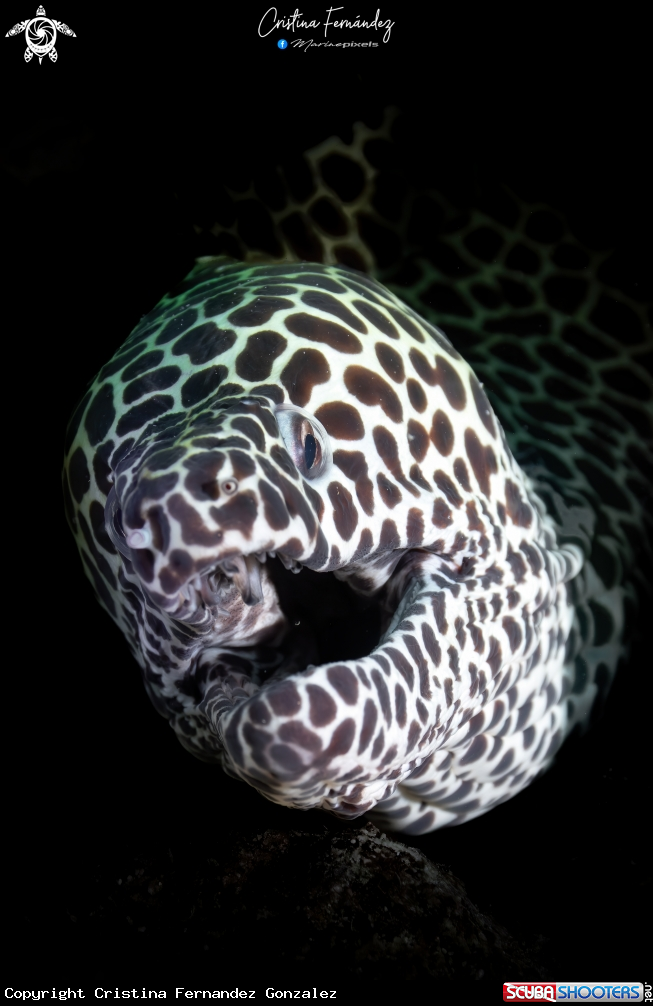 A Honeycomb moray