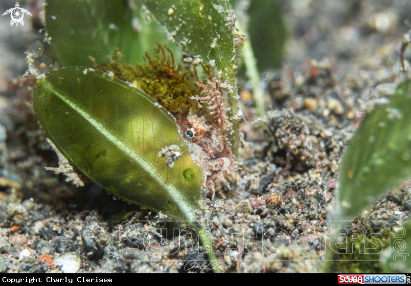 A Spiny-tuffed Frogfish