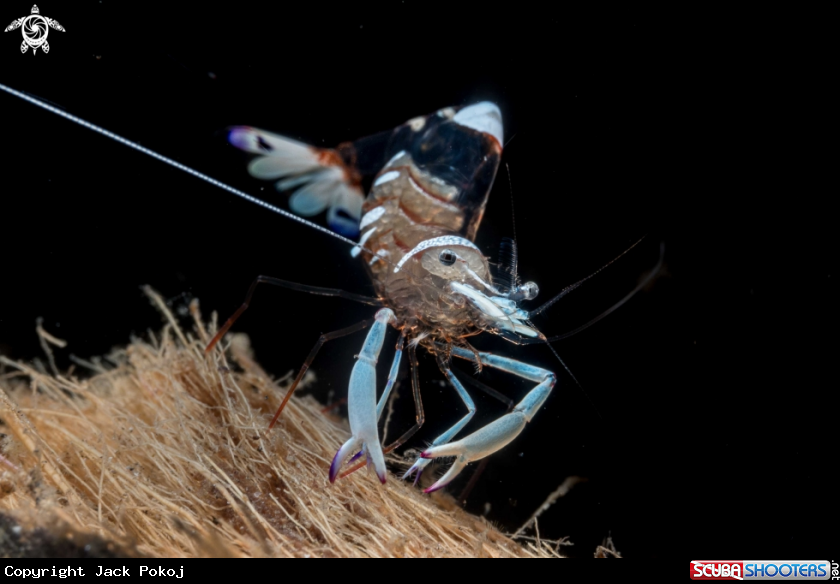 A Cleaner shrimp