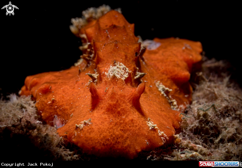 A Platydoris sanguinea