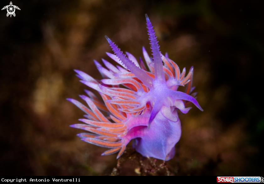 A Flabellina nudibranch