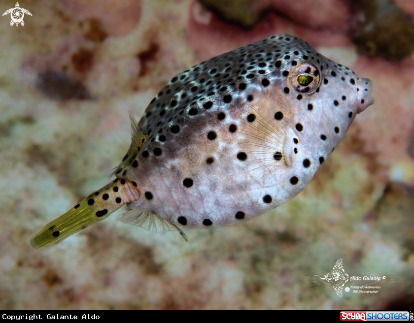 A Short Nose Boxfish Juvenil