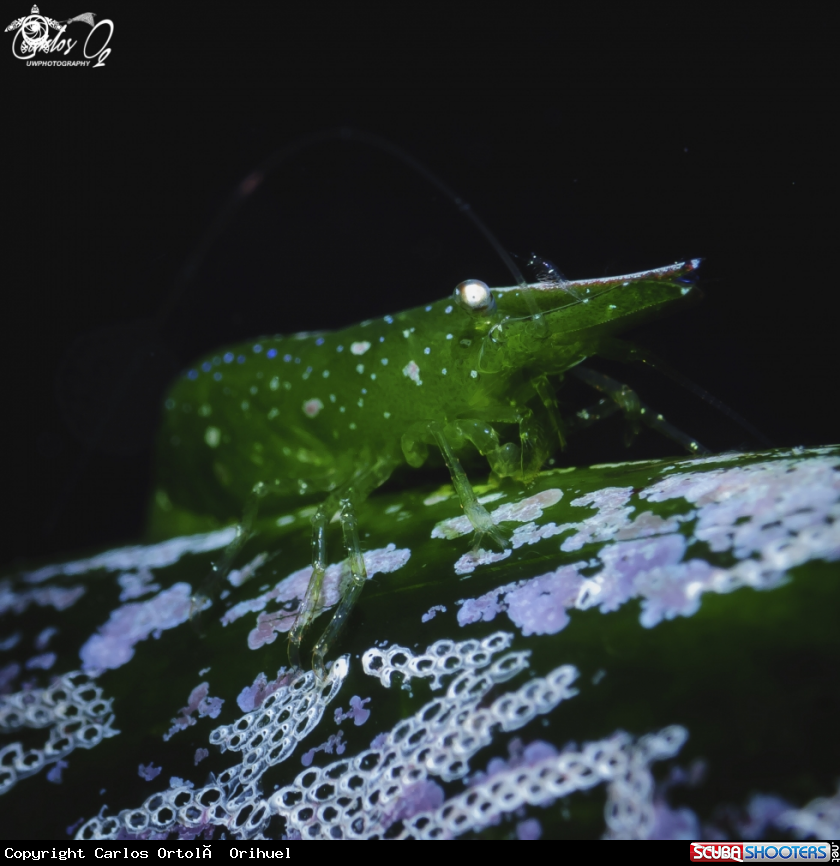 A Neptune grass shrimp 