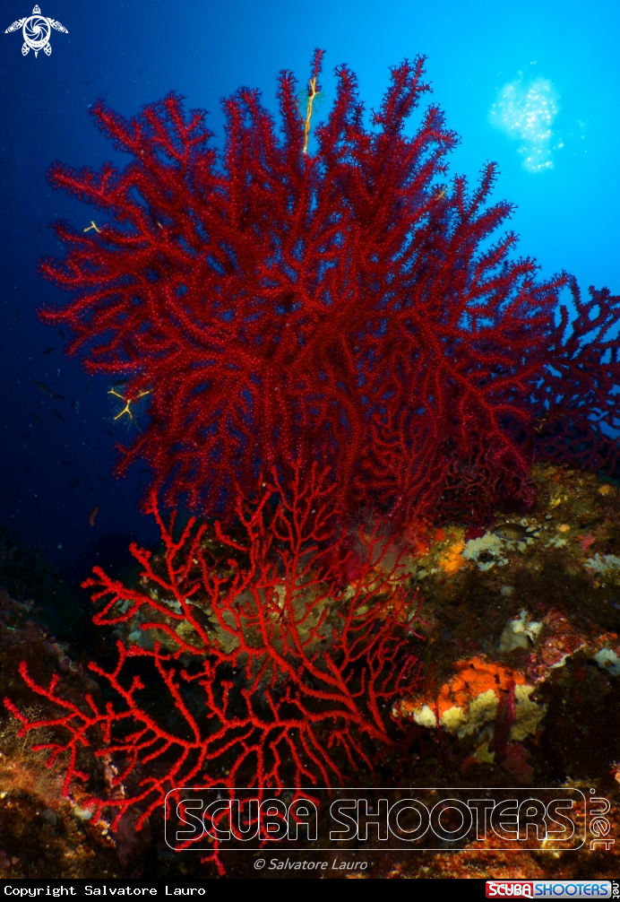 A Gorgonian