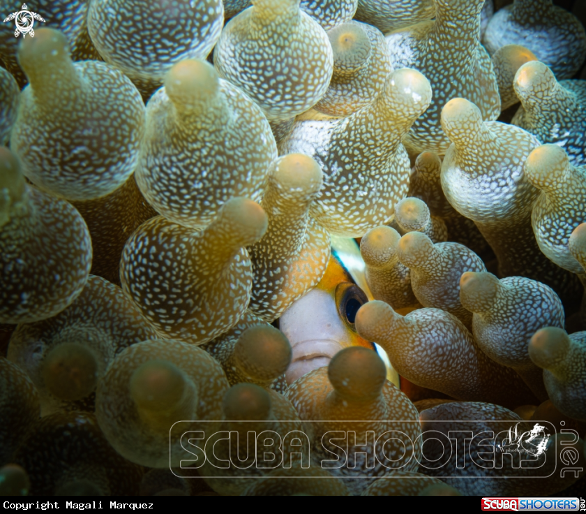 A Clownfish 