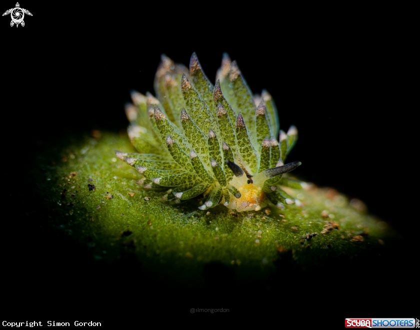 A Costasiella Kuroshimae