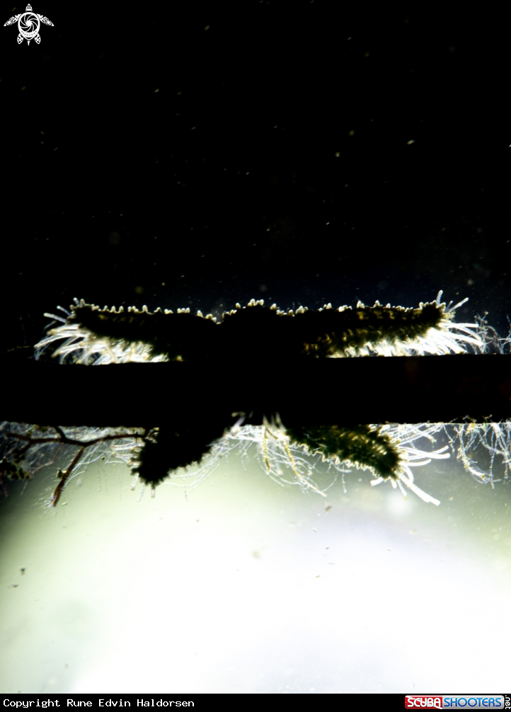 A Sea star