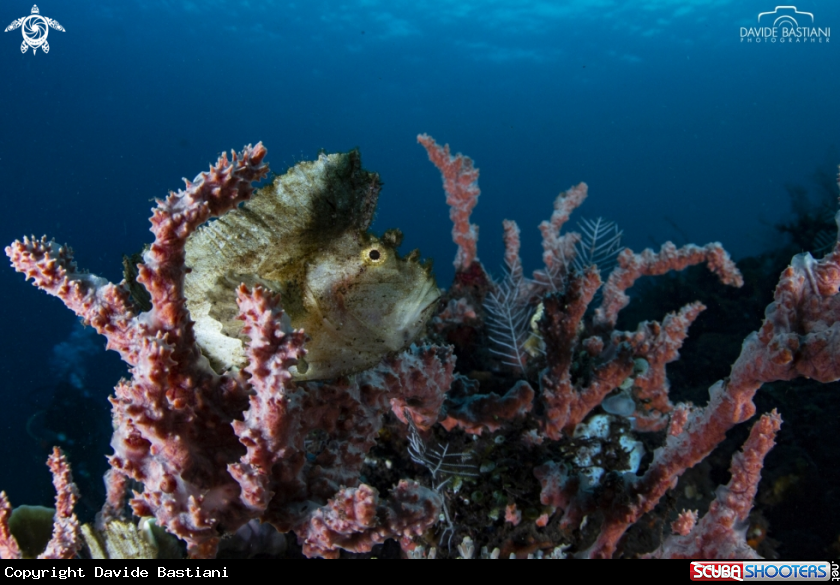 A Frog Fish