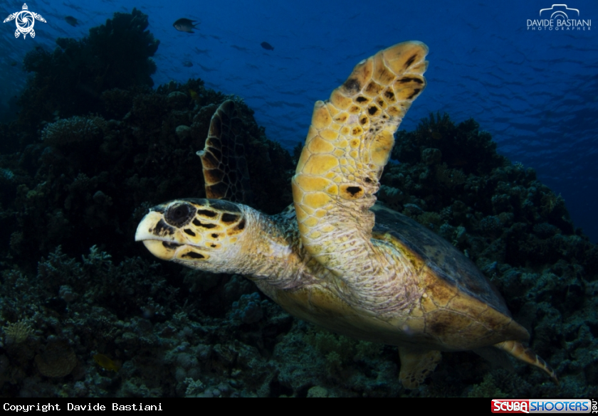 A Turtle