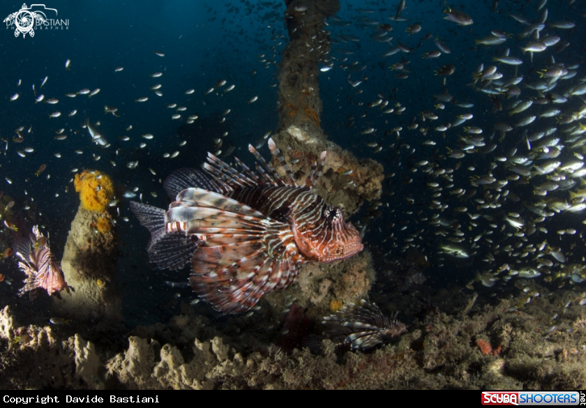 A Lion Fish