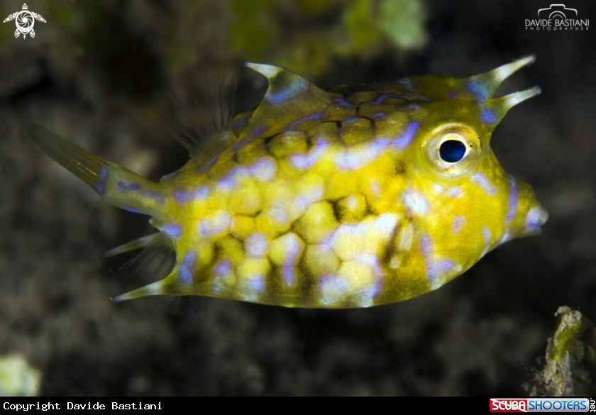 A Pesce Scatola