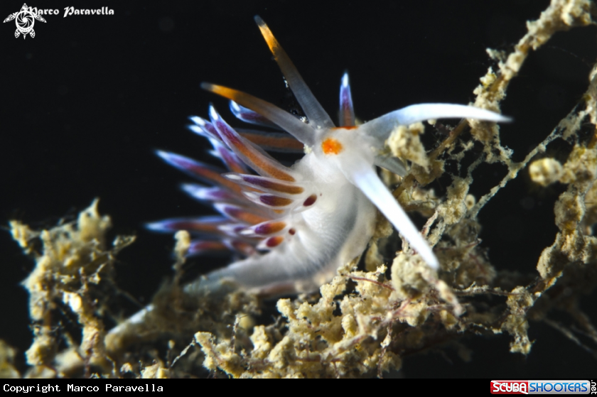 A Cratena Peregrina