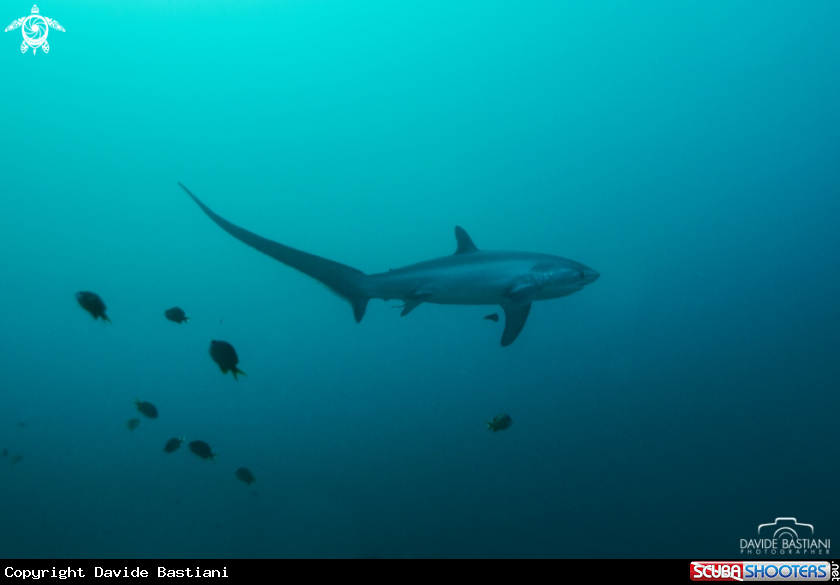 A Thresher shark