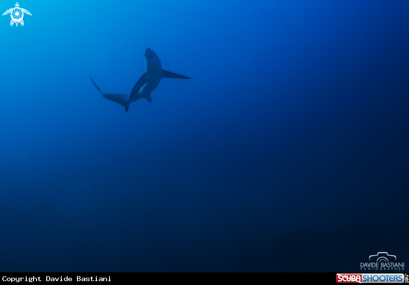 A Thresher shark