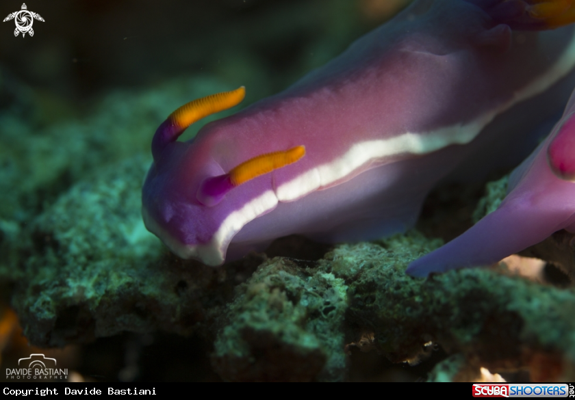 A Nudibranco