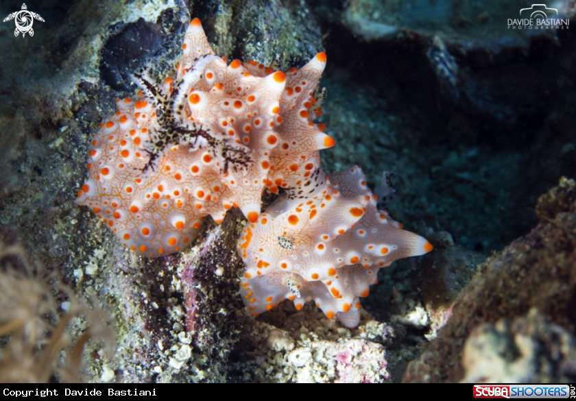 A Nudibranco