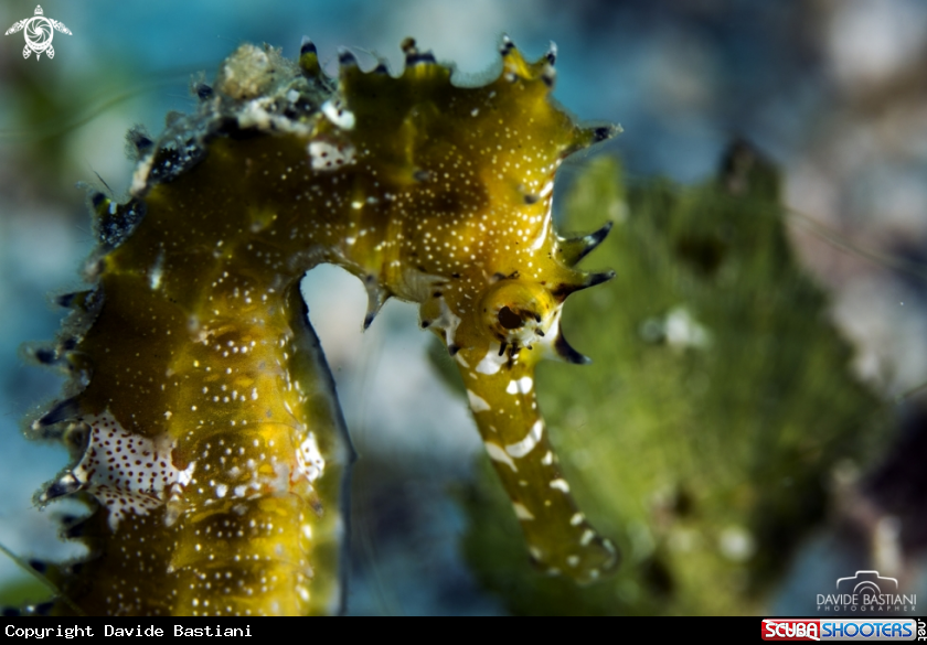 A Seahorse