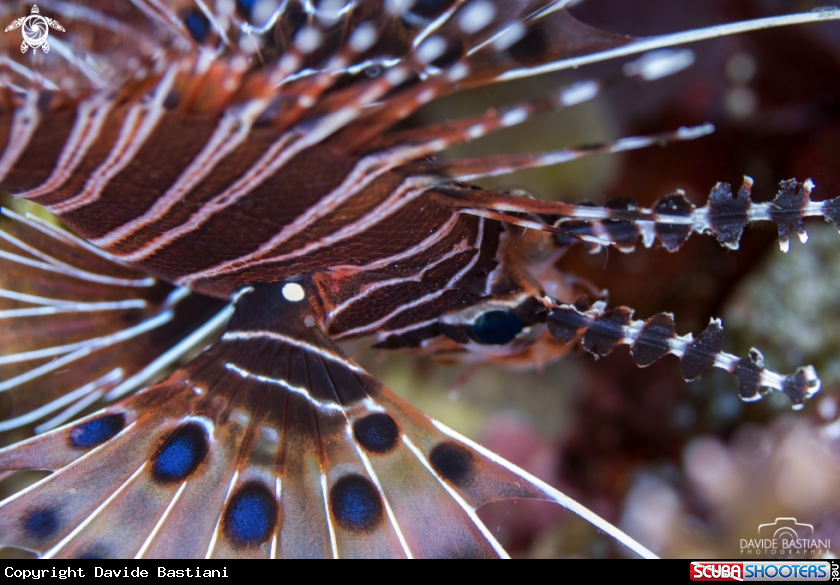 A Scorpion Fish