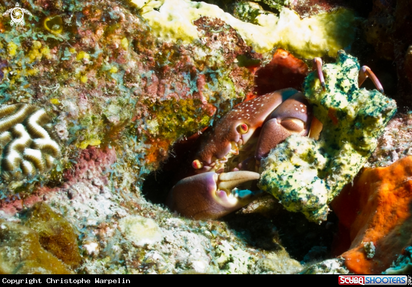 A Batwing Coral Crab