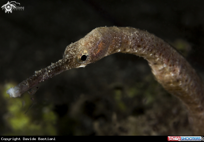 A Snake