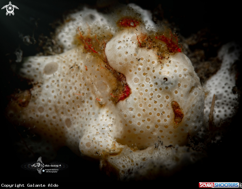 A Frogfish